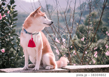 柴犬 鳥羽 しば 38304602