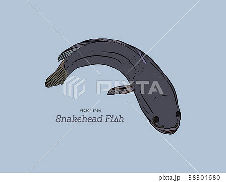 Snakehead fish, hand draw sketch vector. Snakehead fish, hand draw sketch vector. 38304680