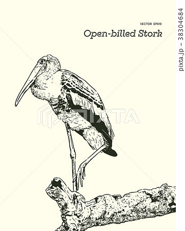 Asian openbill birds on tree branch. Asian openbill birds on tree branch. 38304684