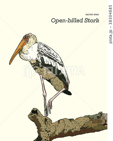 Asian openbill birds on tree branch. 38304685