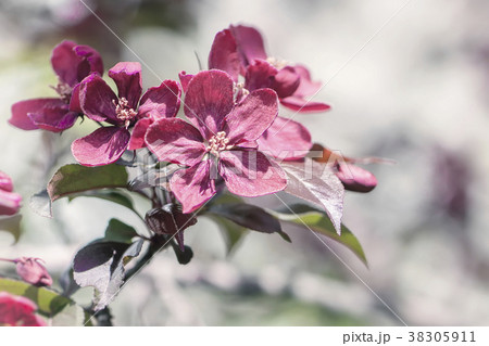 Spring flowering wild apples in the garden 38305911