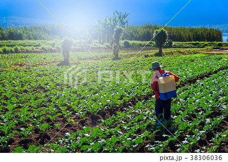 The farmers are spraying vegetable field The farmers are spraying vegetable field 38306036