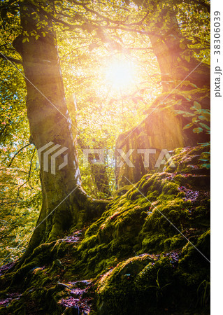 Mountain forest and trees with moss in sunlight. Mountain forest and trees with moss in sunlight. 38306039