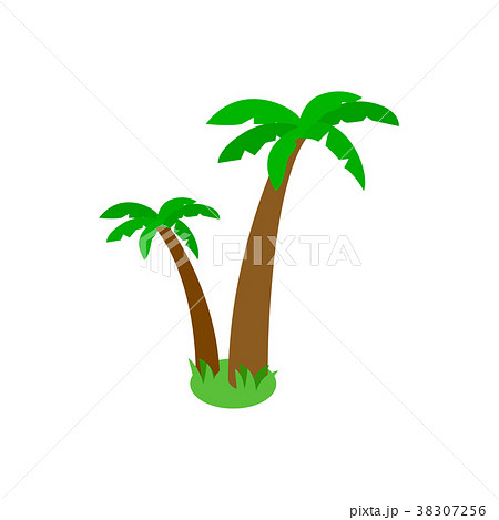 Two palm trees icon, isometric 3d style Two palm trees icon, isometric 3d style 38307256