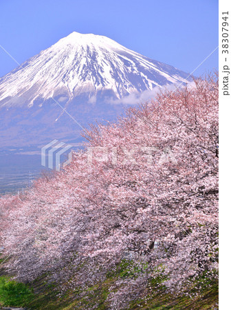 桜と富士山-223253 桜と富士山-223253 38307941