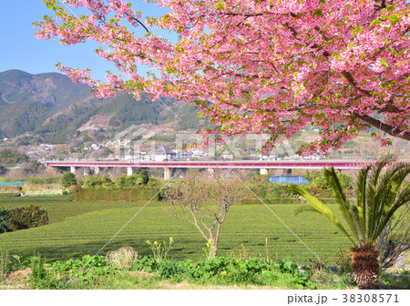 桜と東名高速道路-16359 桜と東名高速道路-16359 38308571