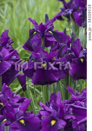 ハナショウブの花 38309519