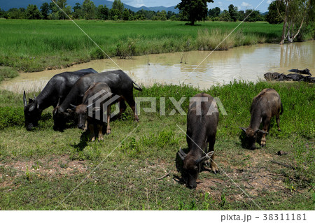 Buffalo standing in a field grasses Buffalo standing in a field grasses 38311181