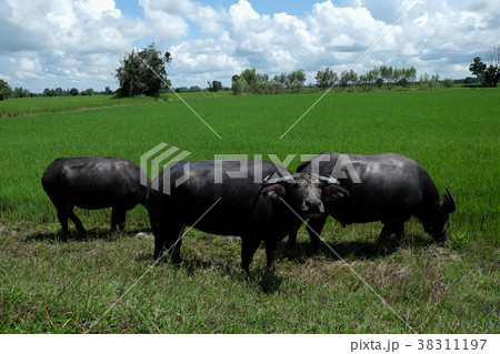 Buffalo standing in a field grasses Buffalo standing in a field grasses 38311197