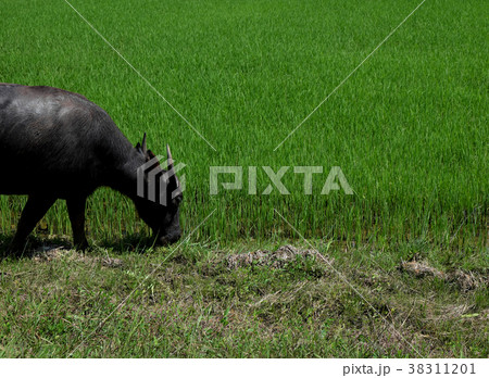 Buffalo standing in a field grasses Buffalo standing in a field grasses 38311201