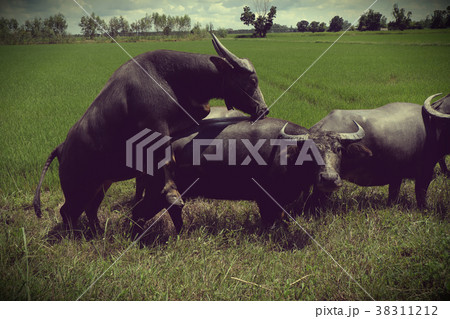 Buffalo standing in a field grasses Buffalo standing in a field grasses 38311212