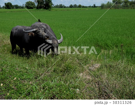 Buffalo standing in a field grasses Buffalo standing in a field grasses 38311326