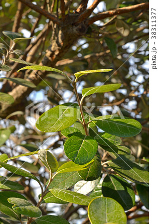 樹木:フェイジョア フトモモ科 樹木:フェイジョア フトモモ科 38311377