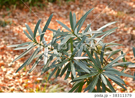 樹木：イヌマキ　マキ科 38311379