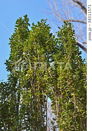 樹木:イヌツゲ “スカイ・ペンシル“ モチノキ科 樹木:イヌツゲ “スカイ・ペンシル“ モチノキ科 38311571