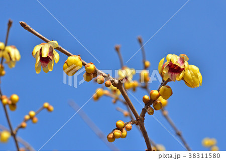 樹木：ロウバイ　ロウバイ科 38311580