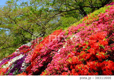 綺麗なツツジの景色・花の木公園 綺麗なツツジの景色・花の木公園 38311600