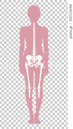 Female whole body skeleton Female whole body skeleton 38311648