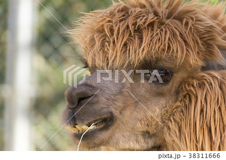 不機嫌なアルパカ 38311666