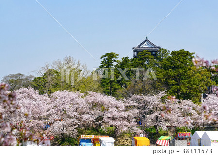 岡崎公園桜まつり 岡崎公園桜まつり 38311673