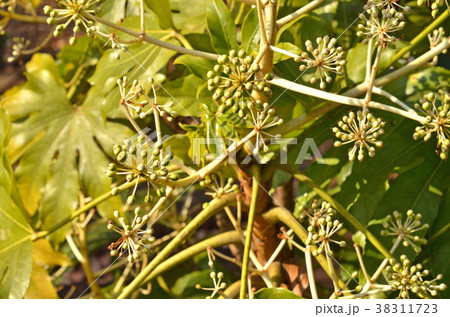 樹木：ヤツデ　ウコギ科 38311723