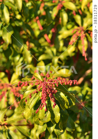 樹木：アセビ　ツツジ科 38311729