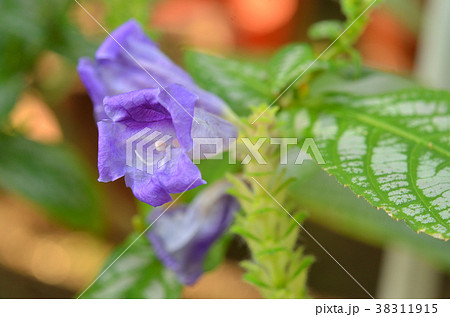 植物 ペリレプタ ディエリアナ キツネノマゴ科の写真素材