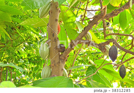 樹木：カカオノキ　アオギリ科 38312285