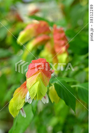 樹木：コエビソウ　キツネノマゴ科 38312289