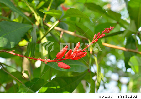 樹木：クワッシア　ニガキ科 38312292