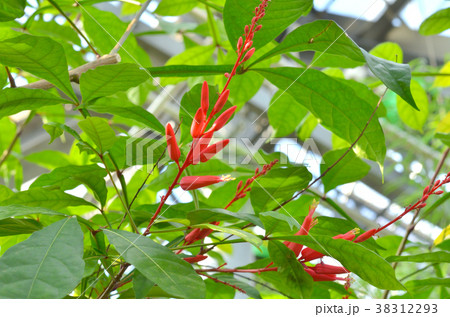 樹木：クワッシア　ニガキ科 38312293