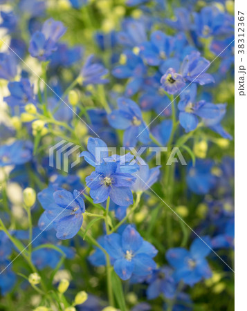 デルフィニウム デルフィニウム 38312367