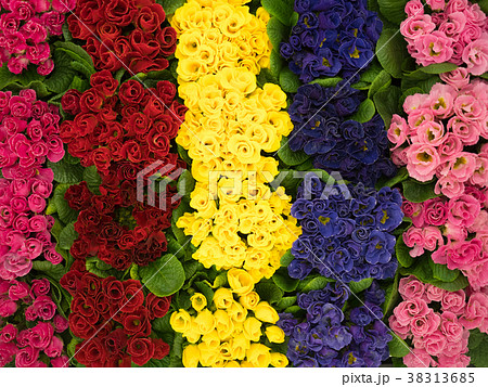 プリムラ・ジュリアン 38313685