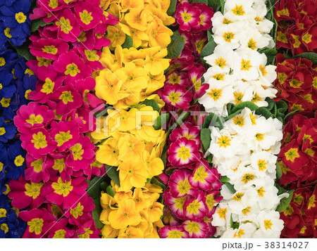 プリムラ・ポリアンサ 38314027