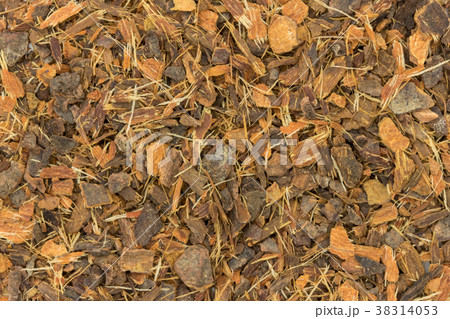 セイヨウイソノキ樹皮（バックソーンバーク）:　Buckthorn bark 38314053