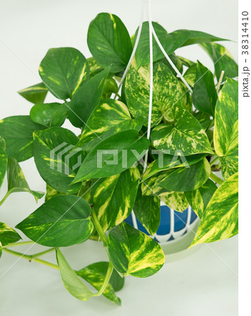 ポトス 38314410