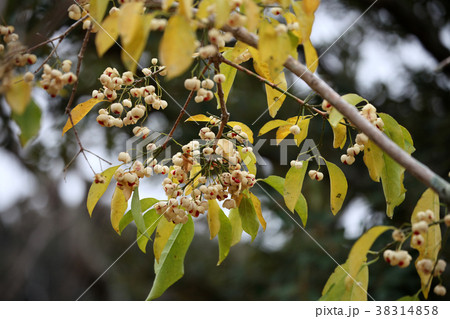 マユミの実 38314858