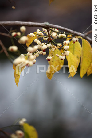 マユミの実 38314864