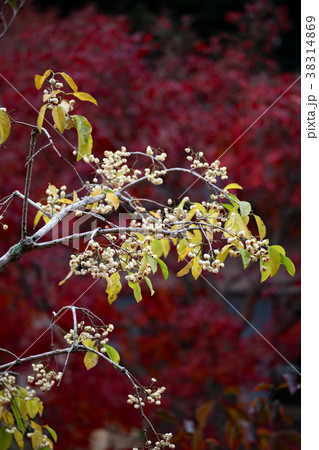 マユミの実 38314869