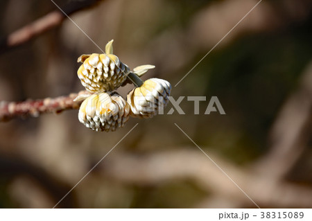 ミツマタの花 38315089
