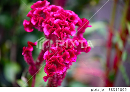 ケイトウの花 38315096