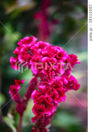 ケイトウの花 38315097