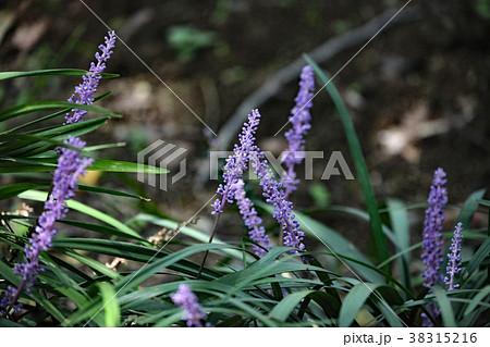 ヤブラン 38315216