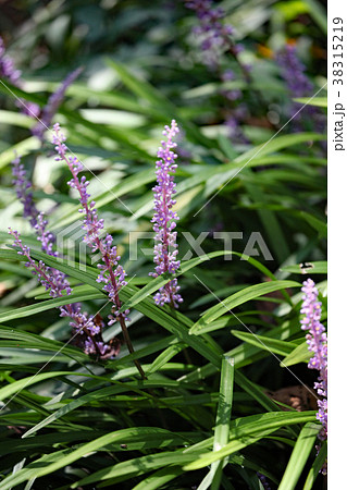 ヤブラン 38315219