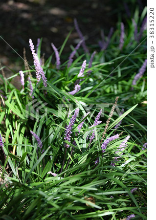 ヤブラン 38315220