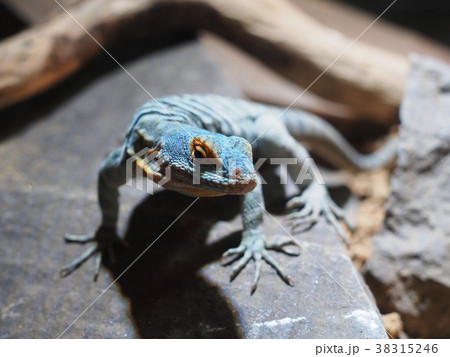 ウミベイワバトカゲ 38315246