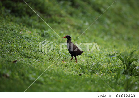 ヤンバルクイナ 38315318