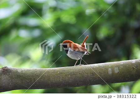 アカヒゲ 38315322