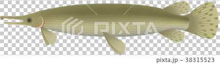 アリゲーターガー アリゲーターガー 38315523