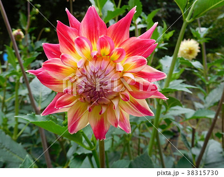 ダリア 38315730